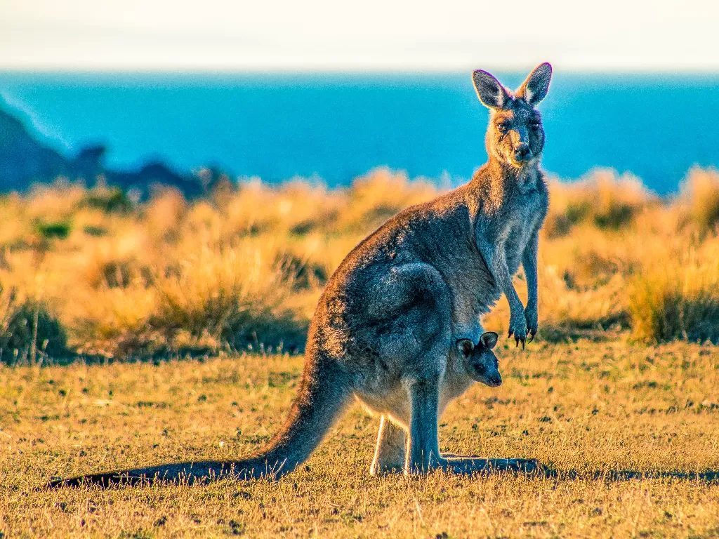 Kanguru hewan dari Australia. (Unsplash)