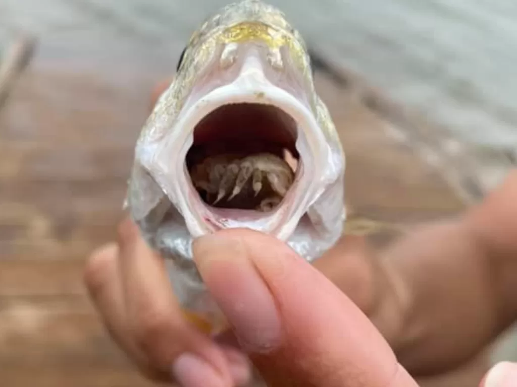 Parasit mengambil alit lidah ikan ini. (Photo/Facebook)