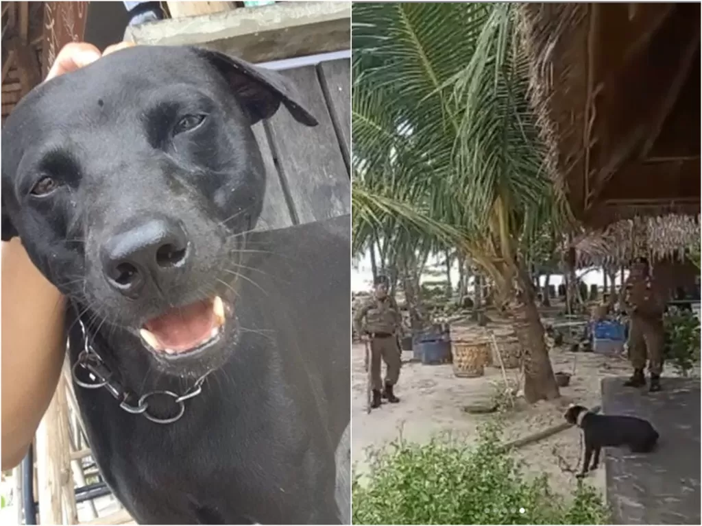 Cuplikan video anjing bernama Canon diduga disiksa satpol PP di Aceh. (photo/Instagram)