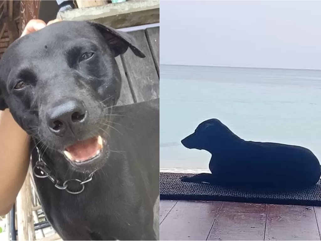 Anjing bernama Canon mati diduga disiksa oleh satpol PP di Pulau Banyak, Aceh Singkil, Aceh (Instagram/rosayeoh)