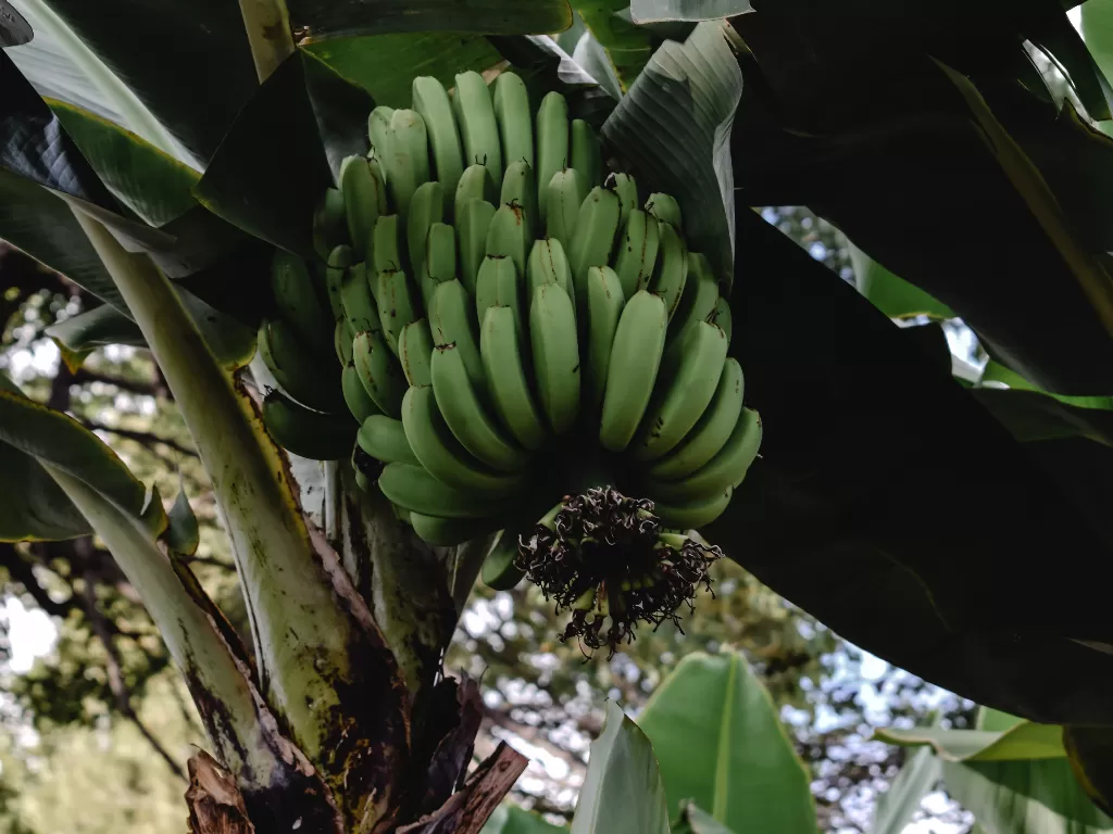 Ilustrasi tanaman pisang (Pexels/Eva Elijas)