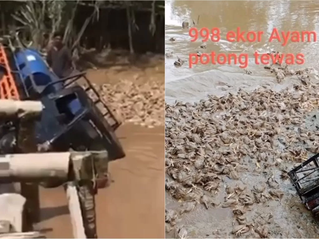 Pikap pengangkut ratusan ternak ayam terjatuh ke sungai saat melintasi jembatan darurat di Parit 16, Desa Pulau Kecil, Reteh, Indragiri Hilir, Riau, Sabtu (23/10/2021) (Istimewa)