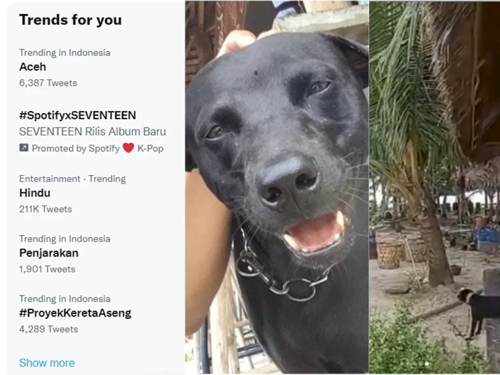 Aceh jadi trending di Twitter usai viral dugaan penyiksaan seekor anjing bernama Canon oleh Satpol PP di Aceh Singkil, Aceh (Istimewa)