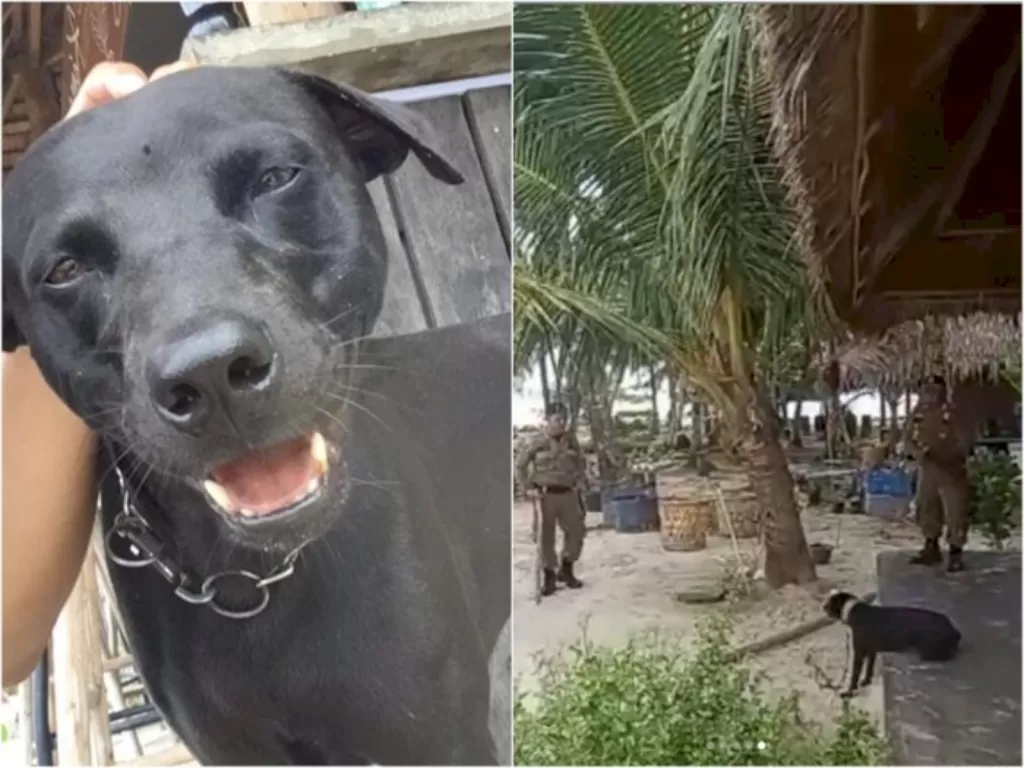 Seekor anjing bernama Canon mati diduga disiksa oleh oknum petugas Satpol PP di Pulau Banyak, Aceh Singkil, Aceh (Istimewa)