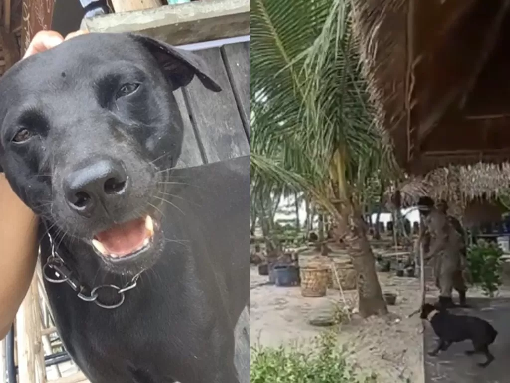 Anjing bernama Canon mati saat ditangkap Satpol PP di Aceh (Instagram/rosayeoh)