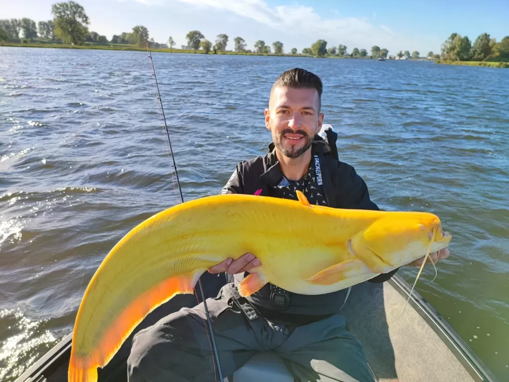 Penemuan ikan lele berwarna kuning di Belanda. (photo/Dok. Martin Glatz via Field & Stream)
