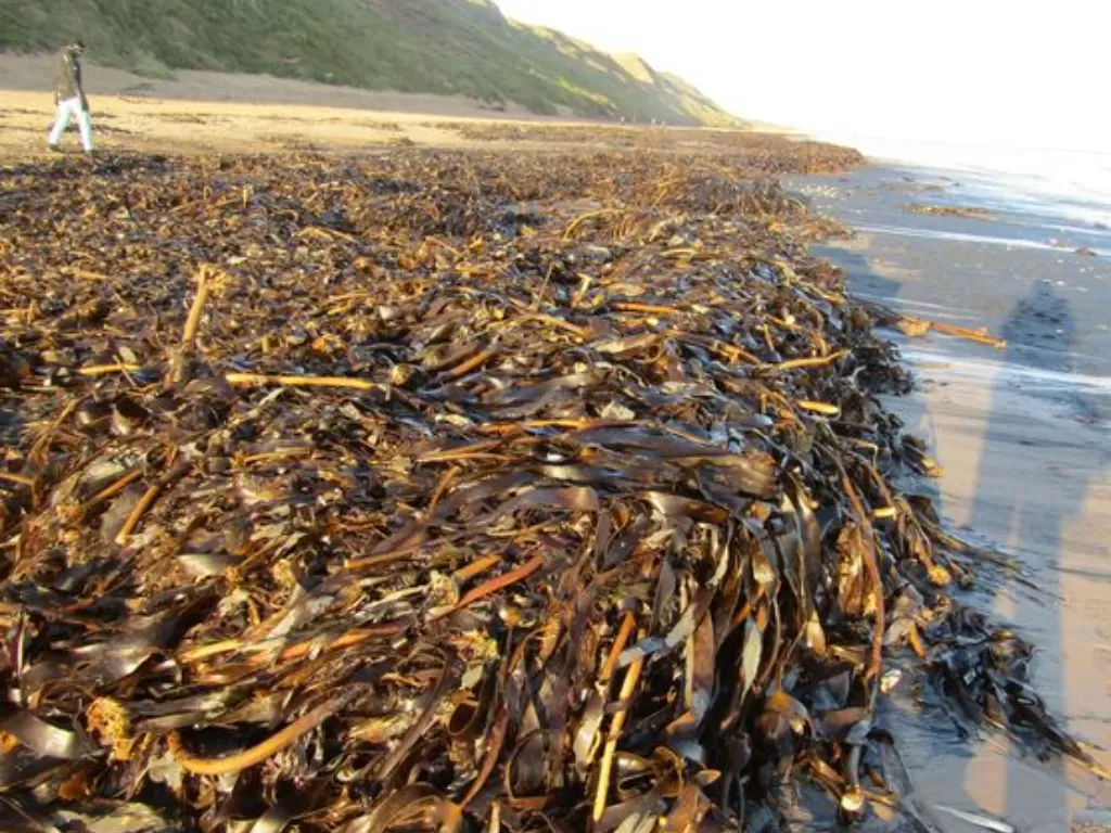 Ribuan makhluk laut mati di pinggir pantai. (Photo/Daily Star)