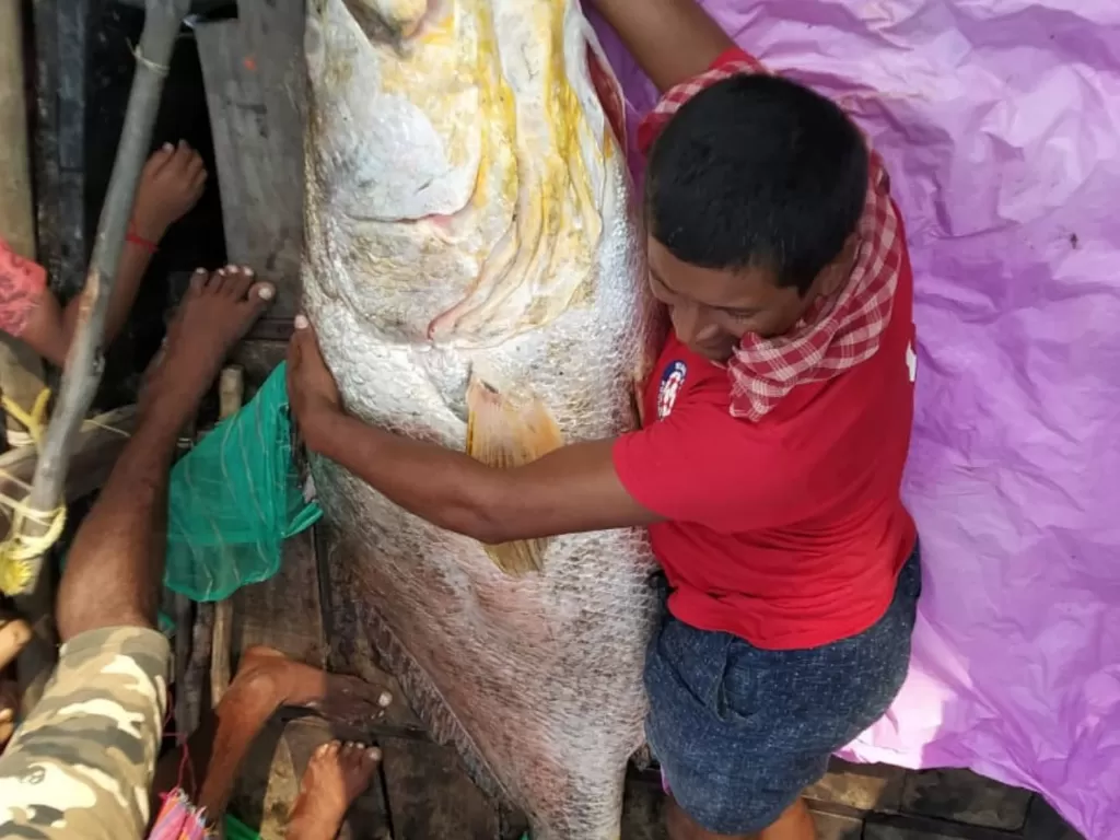Ikan raksasa yang punya berat 75 kg. (Photo/News18)