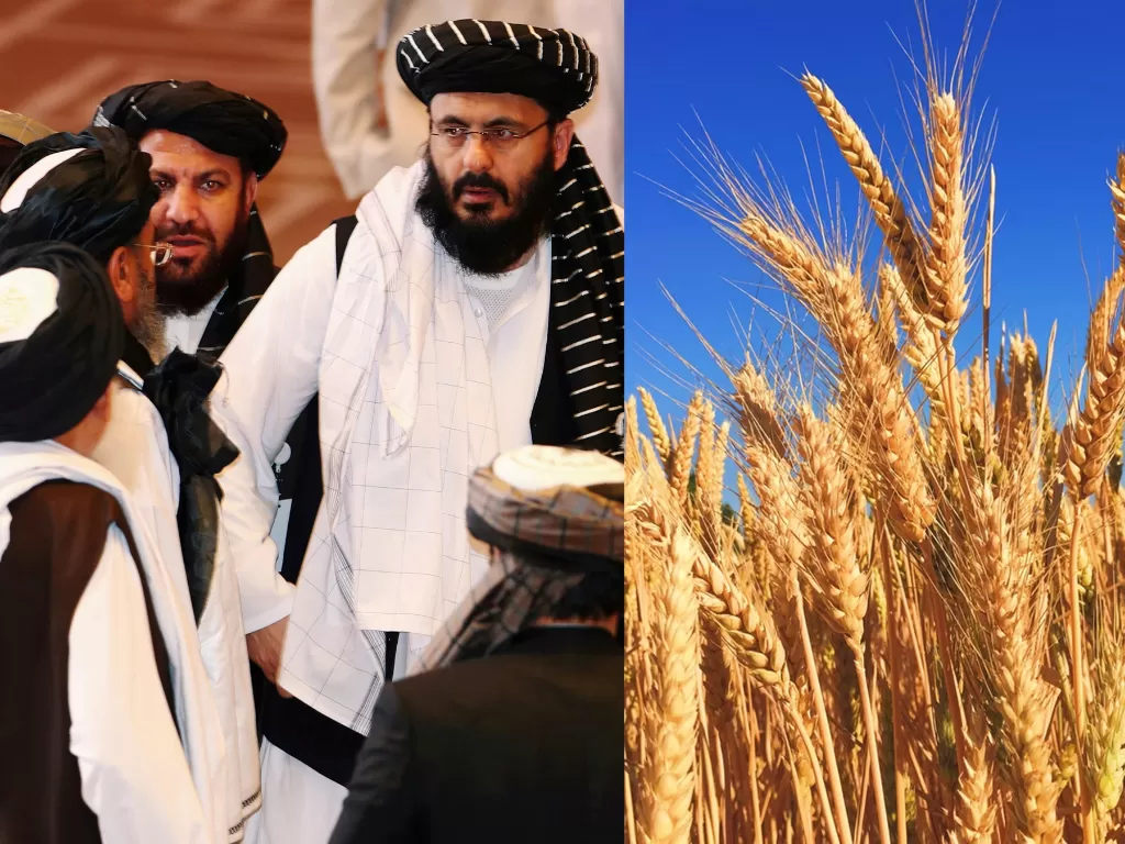 Kiri: Pemerintah Taliban (REUTERS/Ibraheem al Omari) / Kanan: Ilustrasi gandum (Unsplash)