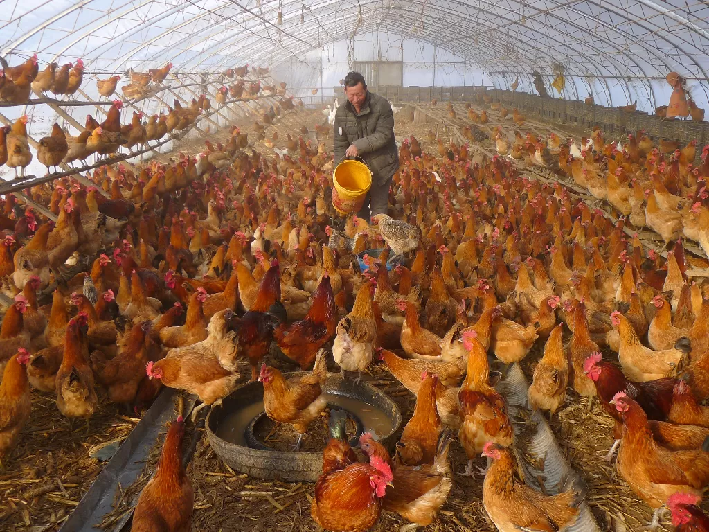 Ayam di China yang diduga terindikasi flu burung. (REUTERS/CHINA STRINGER NETWORK)