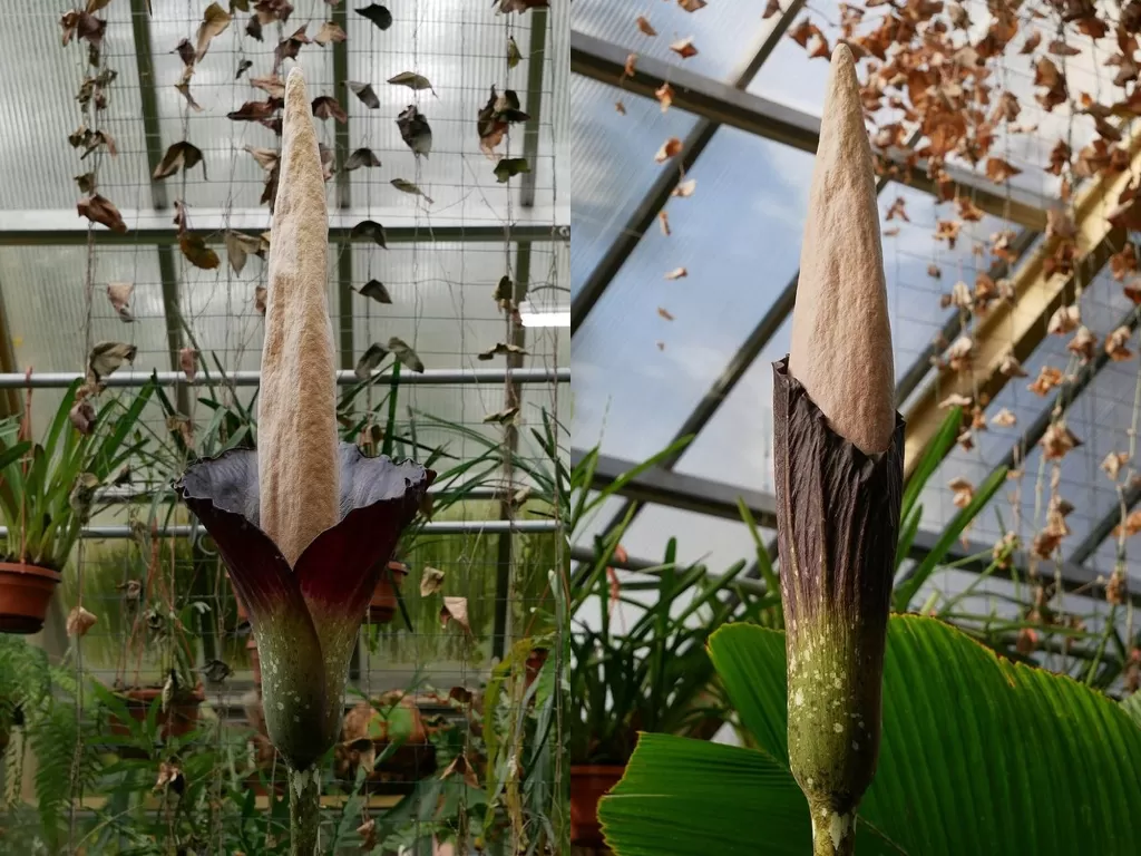 Bunga Amorphophallus Decus-Silvae, (Photo/Instagram/@hortusleiden)