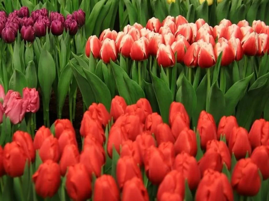 Bunga Tulip. (pixabay)