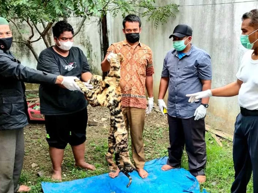 Petugas memperlihatkan kulit harimau yang hendak diperjualbelikan di Aceh. (ANTARA/HO/Dok Balai Gakum KLHK)