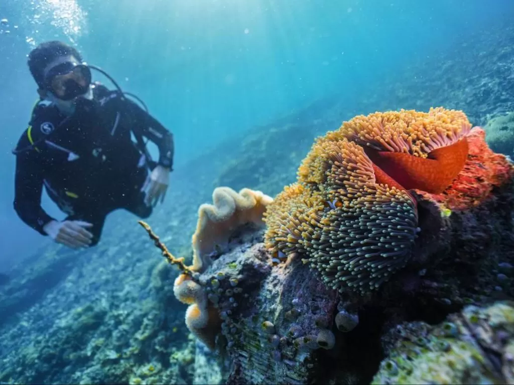 Keindahan alam bawah laut Sawandarek, Raja Ampat, Papua Barat. (Dok. Kemenparekraf)
