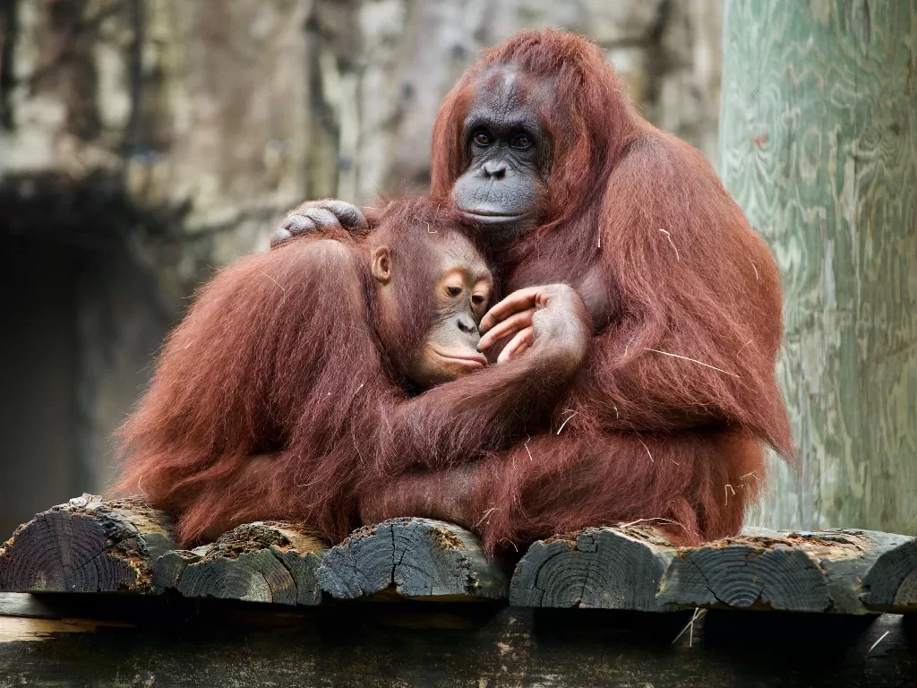 Ilustrasi Orangutan. (photo/Unsplash/Dan Dennis/ilustrasi)