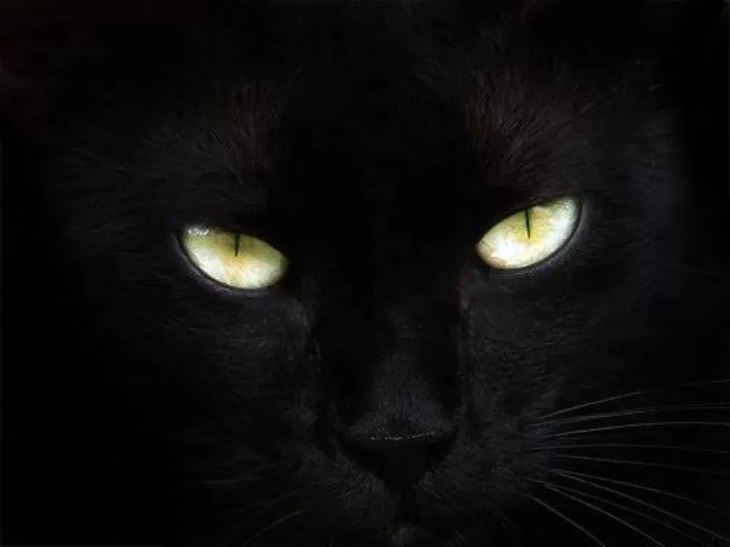Mata Kucing bersinar di malam hari. (Pulsk)