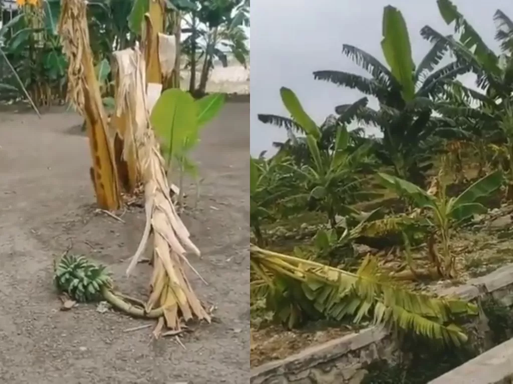 Kebun pisang di Lamongan yang dirusak anak. (Tangkapan layar)