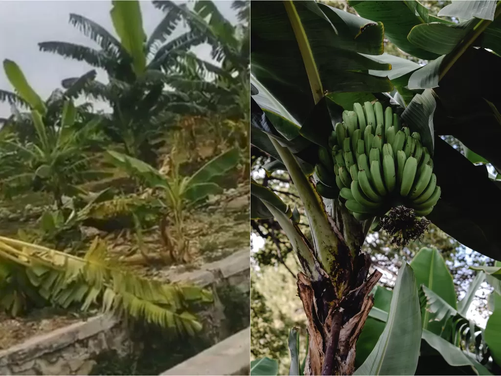 Kiri: Kebun pisang dirusak di Lamongan (Istimewa) | Kanan: Ilustrasi pohon pisang (Pexels/Eva Elijas)
