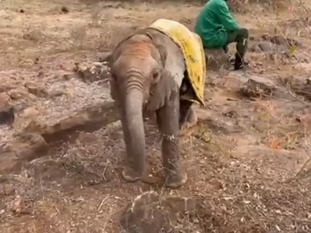 Kerrio, bayi gajah yang menginspirasi banyak orang. (Photo/Twitter/@SheldrickTrust)