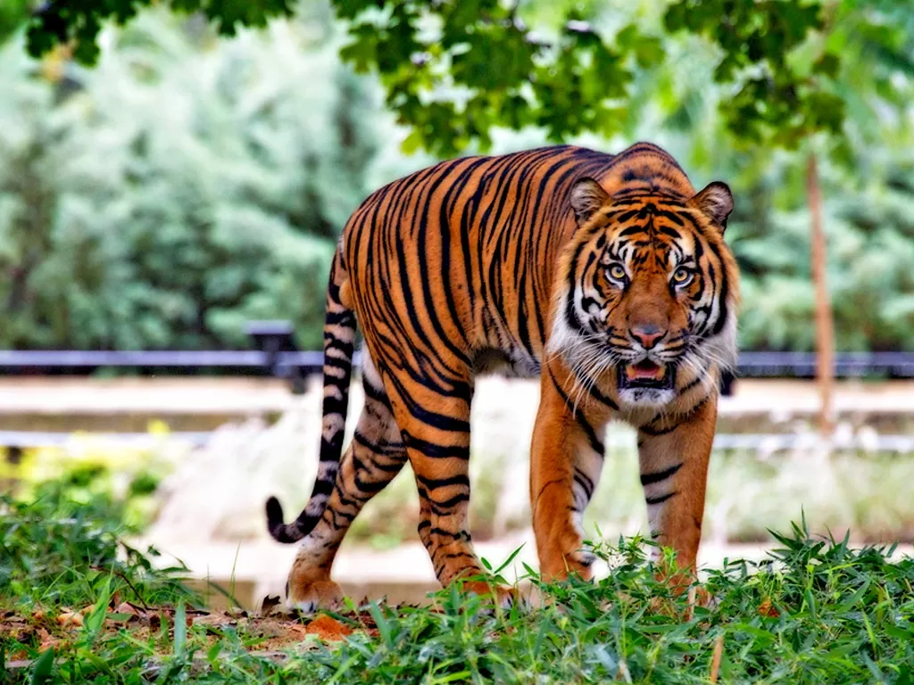 Harimau Sumatera. (photo/Ilustrasi/Pexels/Pixabay)