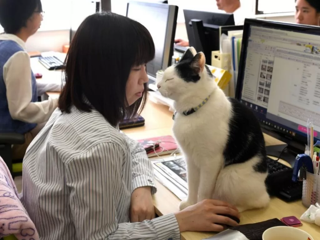 Perusahaan ini mengadopsi kucing agar memberi dampak positif kepada karyawan. (Photo/Ferray Corporation)