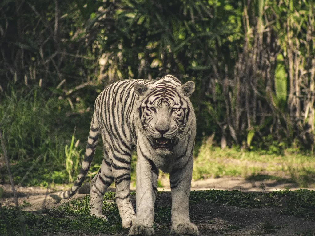 Harimau putih. (photo/Ilustrasi/Pexels/Lucas Pezeta)