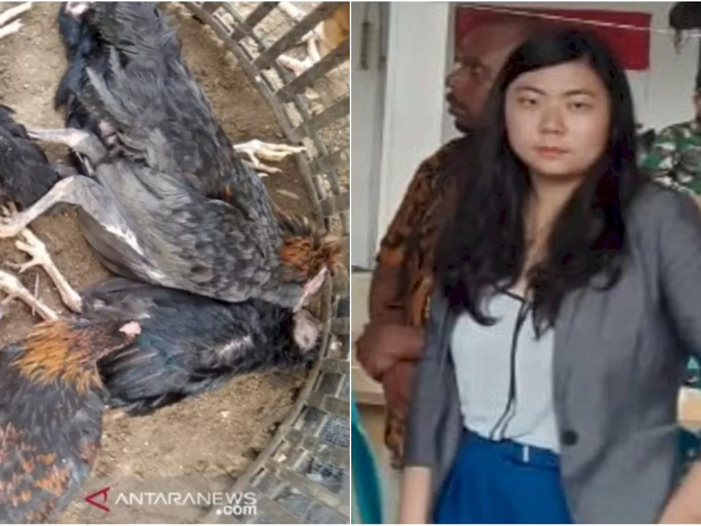 Ilustrasi bangkai ayam dan Veronica Koman (Antara foto)