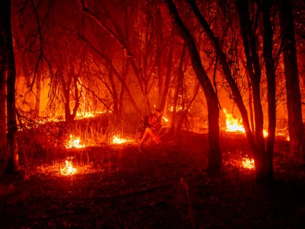 Kebakaran hutan. (photo/Dok. Redding)