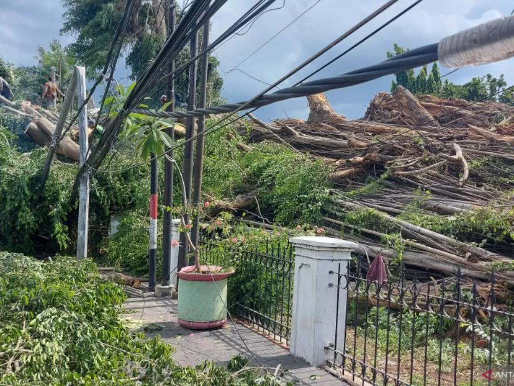 Pohon tumbang di Jalan Otista Raya, Bidara Cina, Jatinegara, Jakarta Timur. (Foto/Antara)