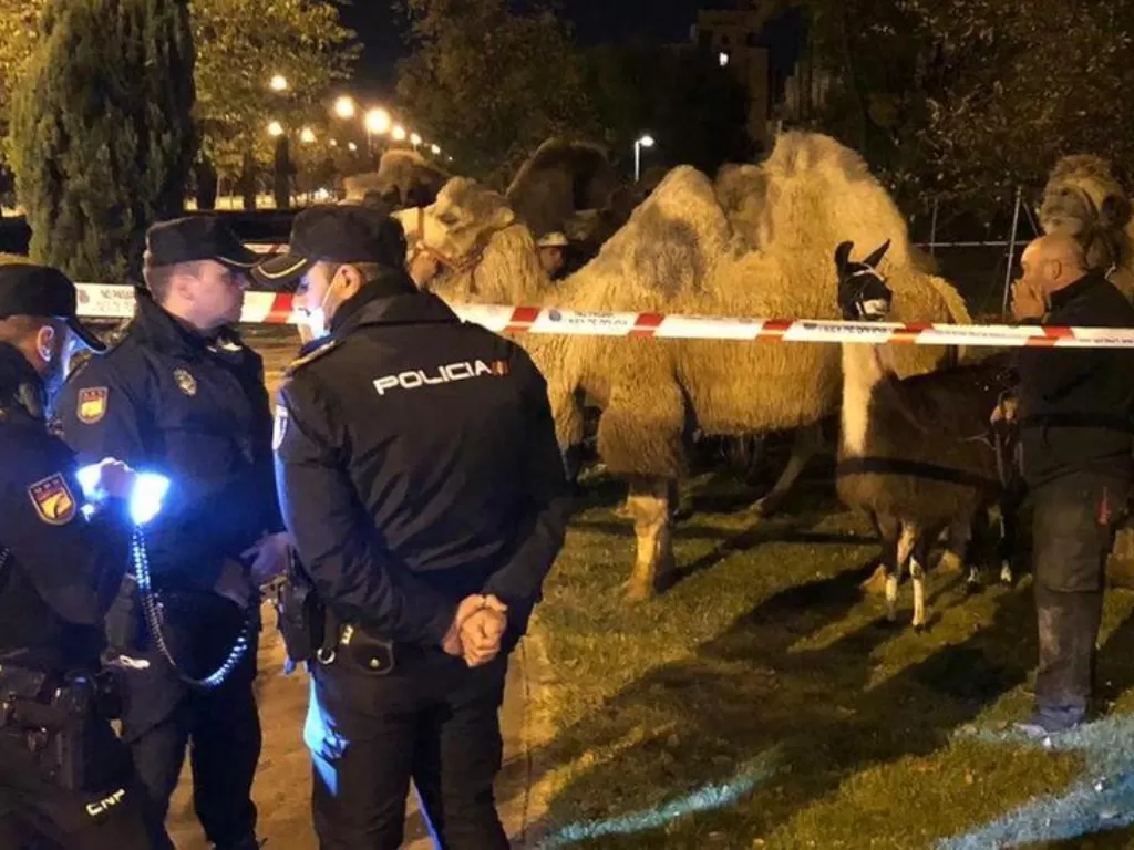 Unta yang berhasil ditemukan kepolisian usai berkeliaran di jalanan Madrid. (photo/Dok. SPAIN POLICE via BBC)