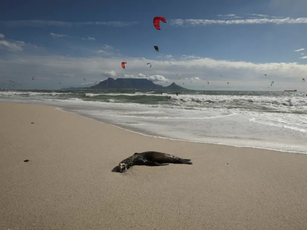 Penampakan bangkai anjing laut di pantai barat Cape Town. (REUTERS/Mike Hutchings)