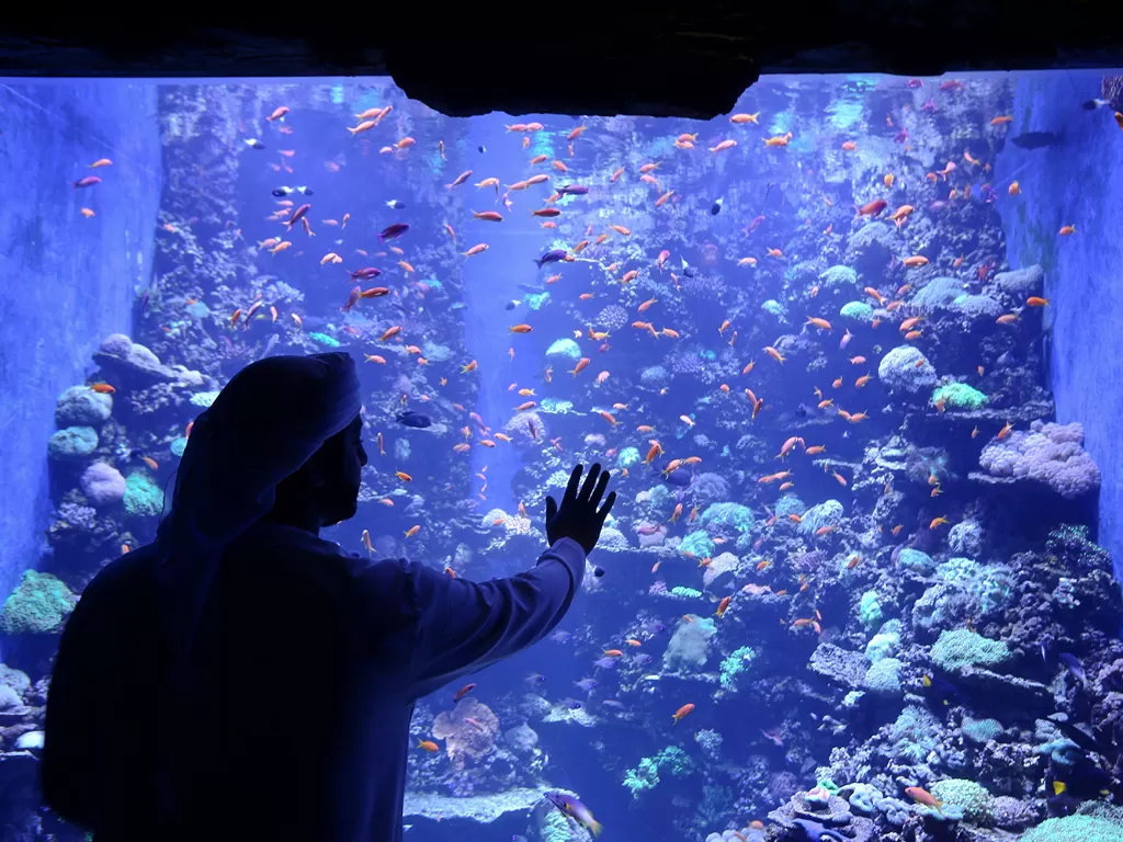Pengunjung saat berada di The National Aquarium Abu Dhabi yang baru dibuka, akuarium terbesar di Timur Tengah, Jumat (12/11)  (photo/REUTERS/Hamad I Muhammad)