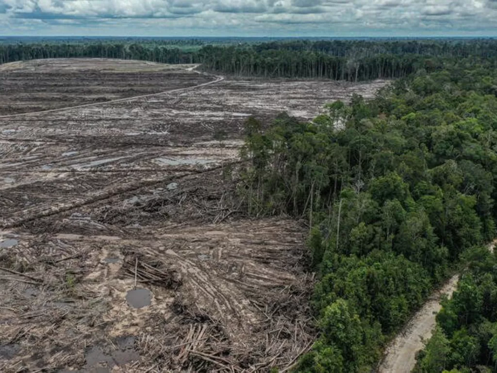 Pembukaan lahan hutan untuk proyek food estate di Sepang, Gunung Mas, Kalimantan Tengah. (Greenpeace/Muhamad Habibi)