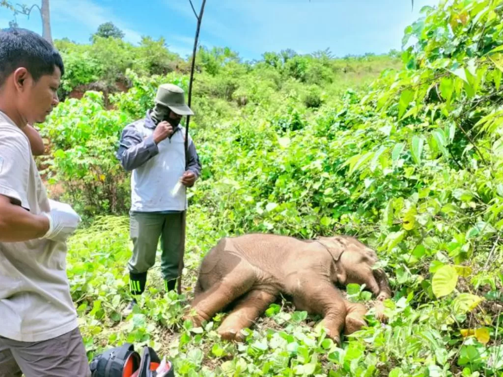  Kondisi Anak Gajah yang terkena jeratan di Desa Alue Meuraksa Kecamatan Pasie Raya Kabupaten Aceh Jaya, Minggu (ANTARA/HO/warga)