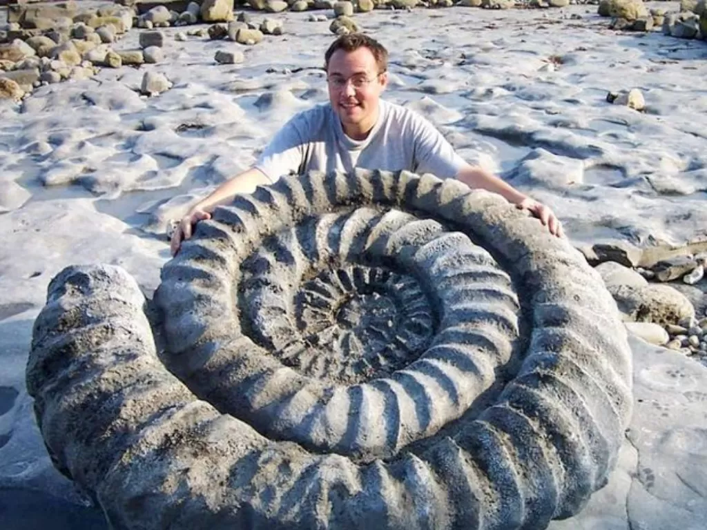 Fosil amon terbesar di dunia. (photo/Dok. Paul Williams via Geology In)
