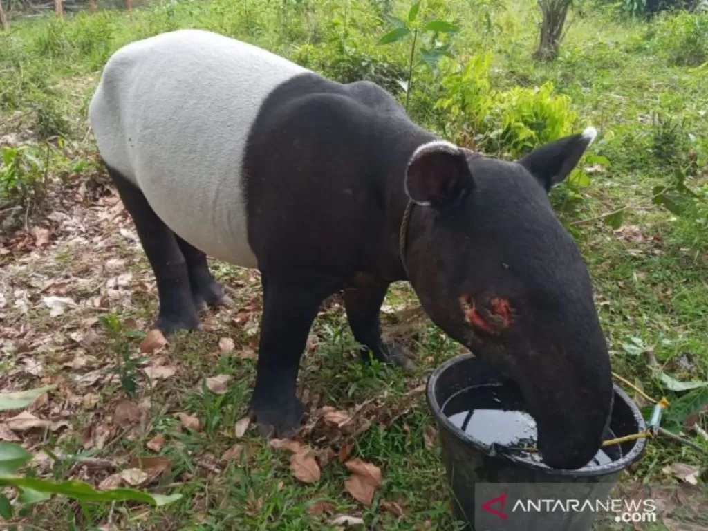 Seekor Tapir ditemukan terluka di bagian matanya akibat benda tajam. Tapir ini ditemukan oleh warga di Desa Lubuk Ambacang, Kecamatan Hulu Kuantan, Kabupaten Kuansing, Riau. (Foto:Antara/HO-Humas BBKSDA Riau).
