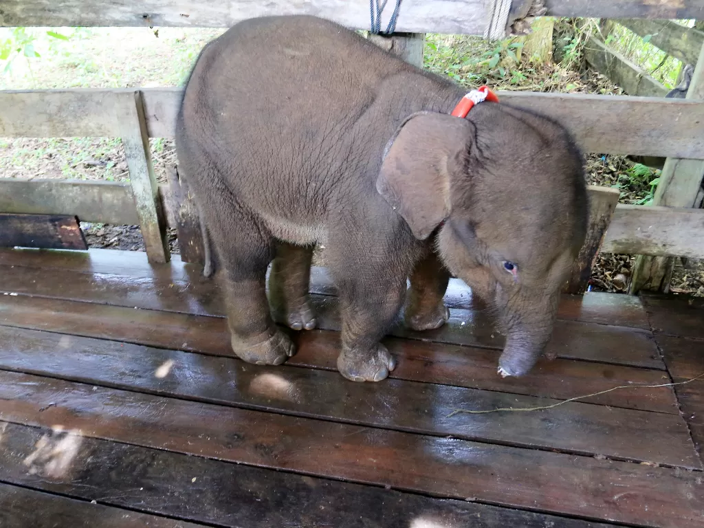 Anak gajah liar mati setelah mendapat perawatan (ANTARA FOTO/Syifa Yulinnas)