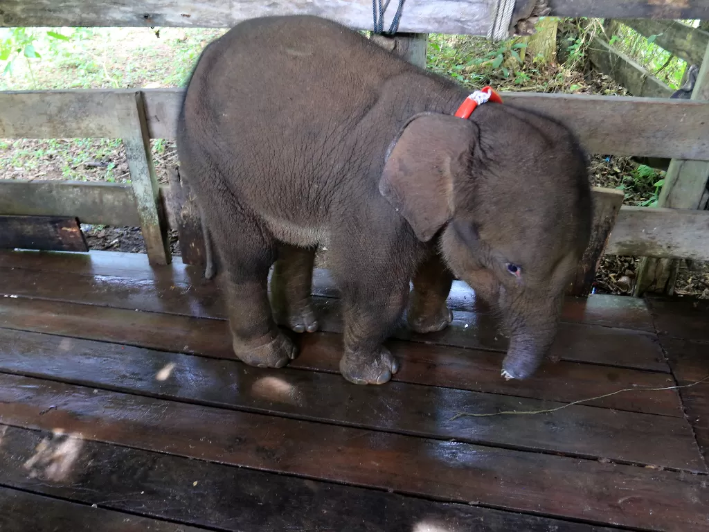 Anak gajah liar betina yang terkena jerat berada di klinik pengobatan sebelum proses pengobatan di Pusat Latihan Gajah (PLG) Saree, Aceh Besar, Aceh, Senin (15/11/2021). (photo/ANTARA FOTO/Syifa Yulinnas/ilustrasi)