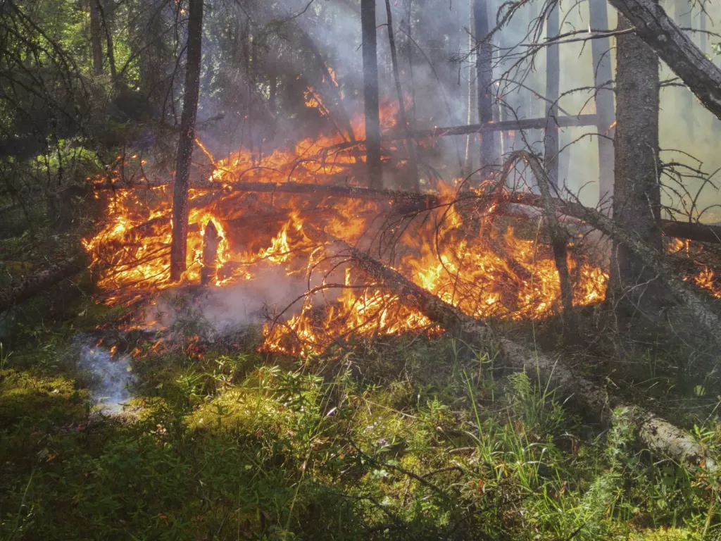 Ilustrasi kebakaran hutan. (Photo/Ilustrasi/Unsplash)