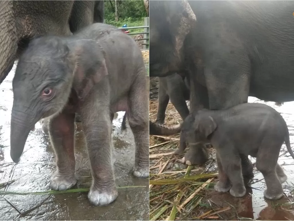 Seekor bayi gajah berjenis kelamin betina berhasil dilahirkan dari induk bernama Olive di Tangkahan, Sumatera Utara, Rabu (17/11/2021) (Instagram/konservasi_ksde)