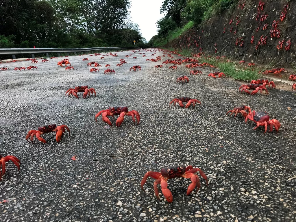 Kepiting merah memenuhi jalan. (Reuters/Parks Australia)