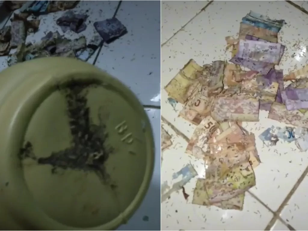 Uang tabungan rusak dimakan rayap. (TikTok/@fadilahsahfa23)