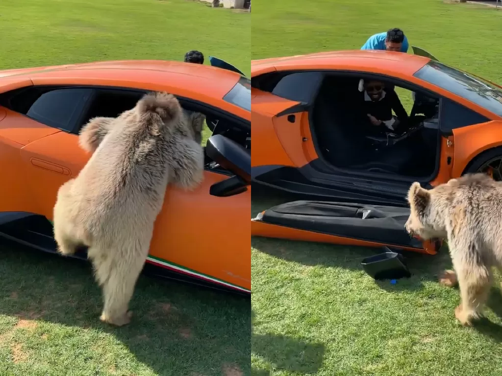 Video beruang yang mencoba masuk ke dalam mobil Lamborghini (Source: Instagram - @humaidalbuqaish)