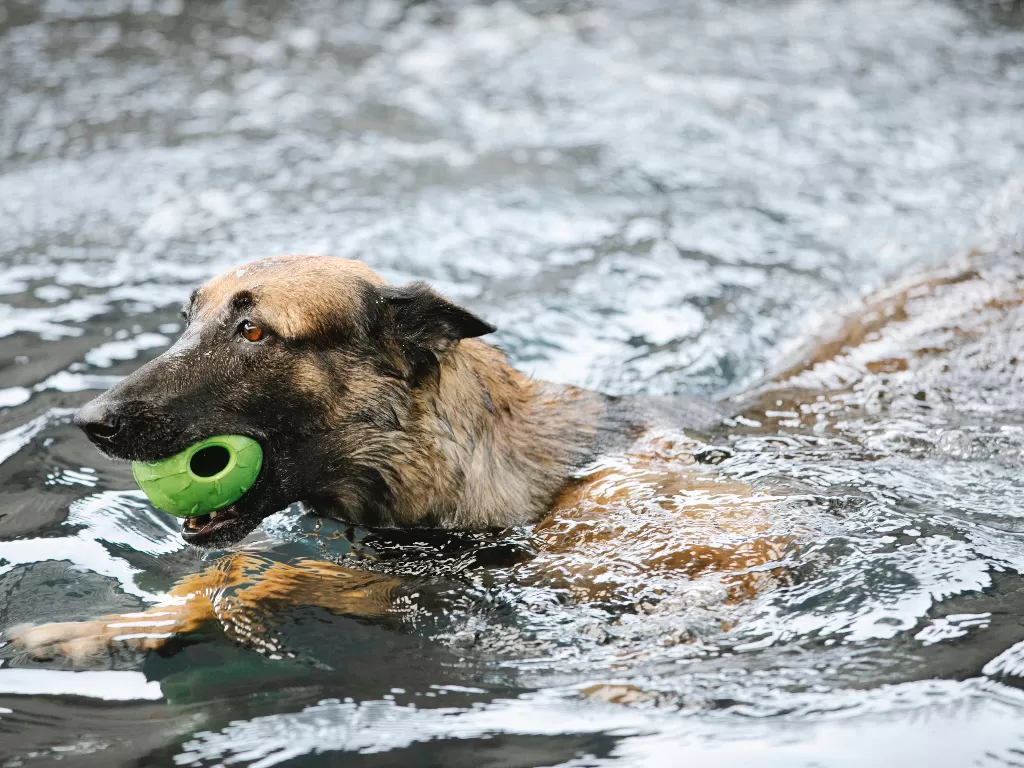 Anjing yang tengah melaksanakan hidroterapi. (photo/Ilustrasi/Pexels/Blue Bird)