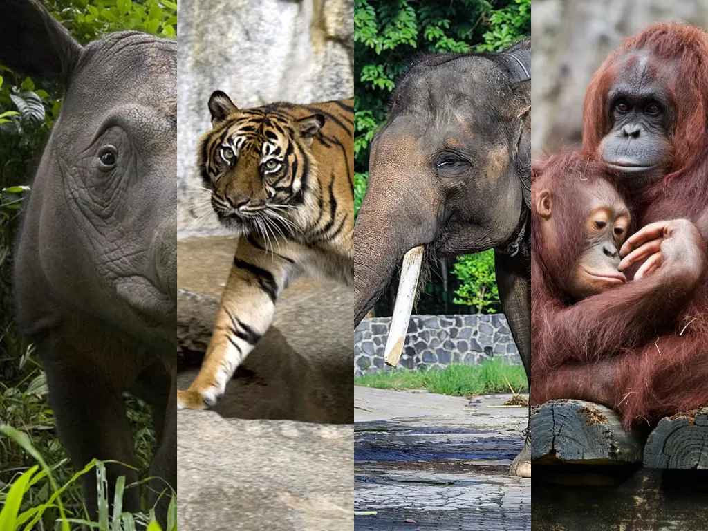 Empat spesies langka Sumatra. (Photo/Istimewa)