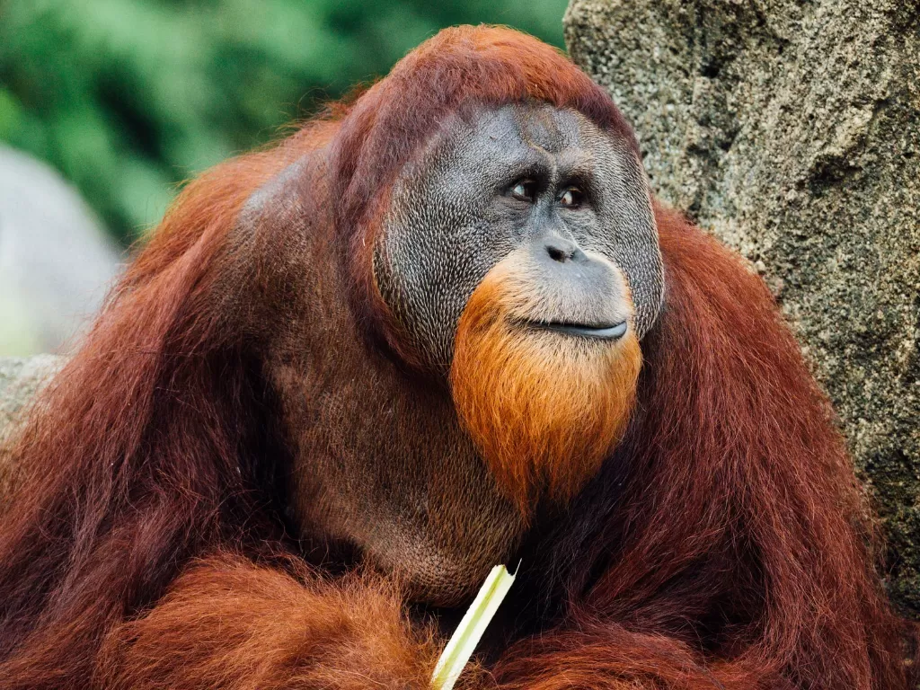 Ilustrasi orangutan. (Photo/Ilustrasi/Unsplash)