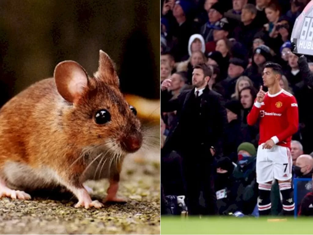 Kiri: Tikus (Foto oleh Alexas Fotos dari Pexels) / Kanan: Michael Carrick dan Cristiano Ronaldo (REUTERS/Matthew Childs)