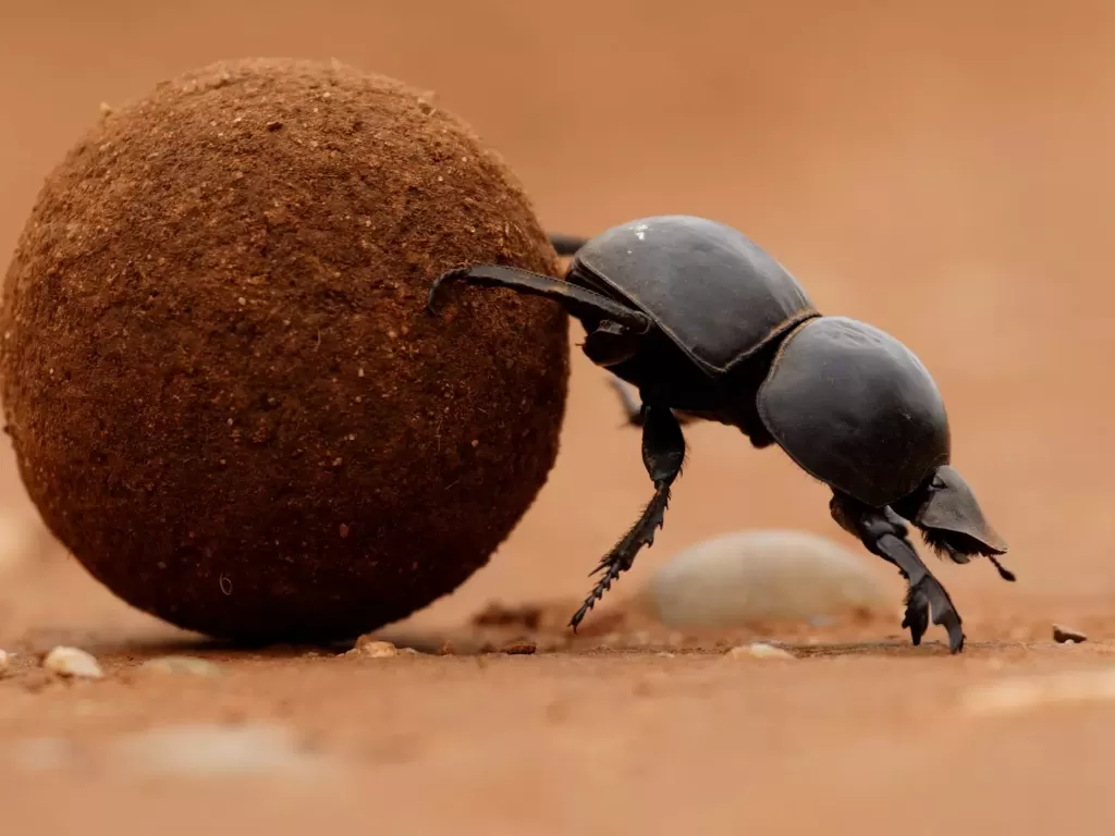 Kumbang Kotoran. (photo/dok.Shamwari/Ryan Plakonouris)