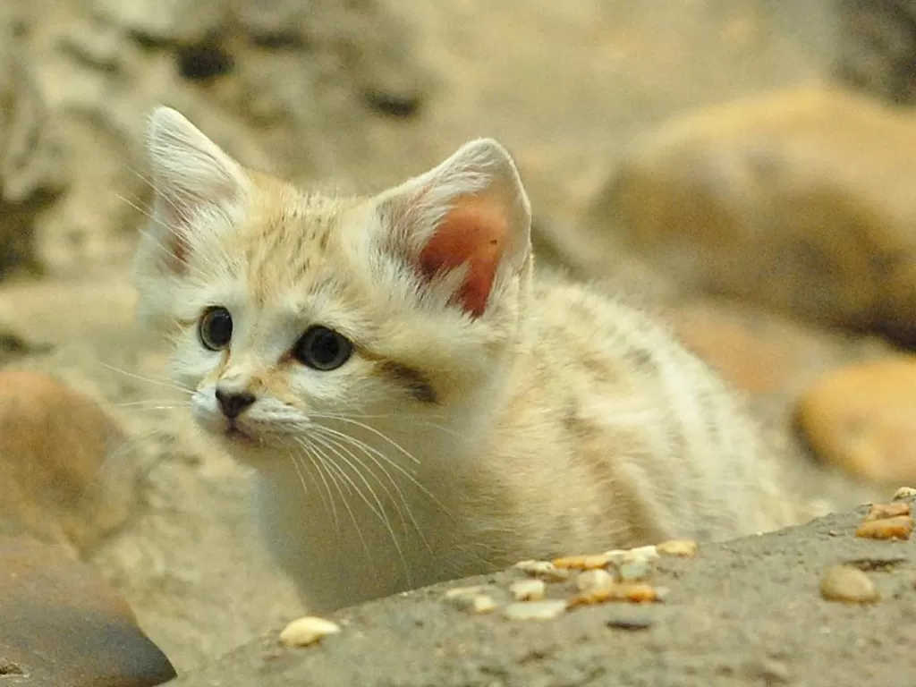   Kucing Pasir, Felis Margarita. (photo/dok.Wikipedia Common)