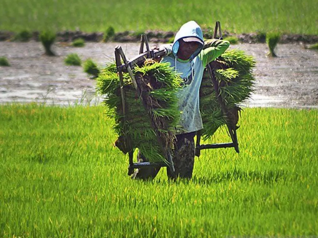 Ilustrasi petani mengangkut benih padi di Kawasan Tasikardi, Kramatwatu, Serang, Banten. (ANTARA FOTO/Asep Fathulrahman/foc)